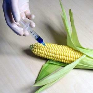 GMO Corn