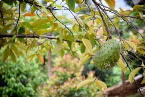 Graviola (Soursop): Anti-Cancer Superfood -graviola fruit pic - Beat Cancer Blog