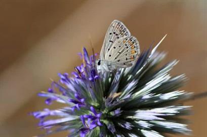 purple butterfly BeatCancer.Org